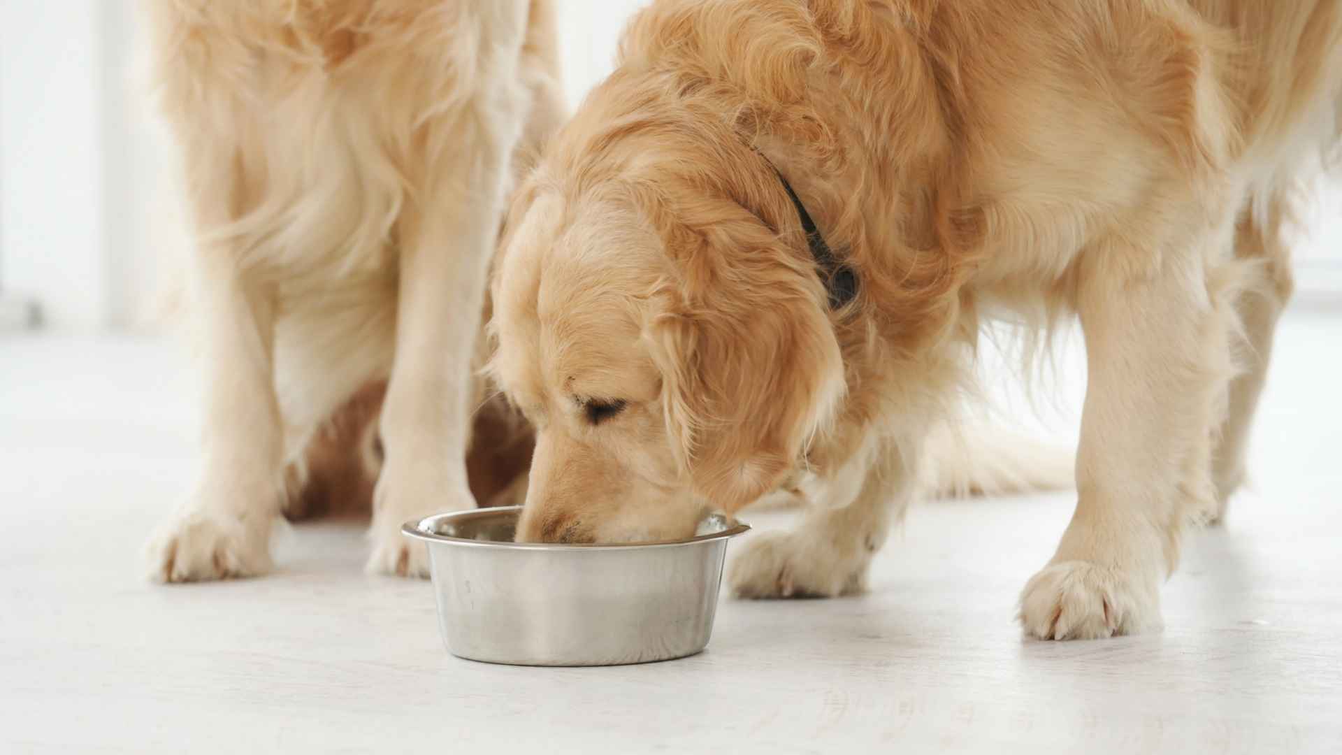 perro comiendo en el suelo